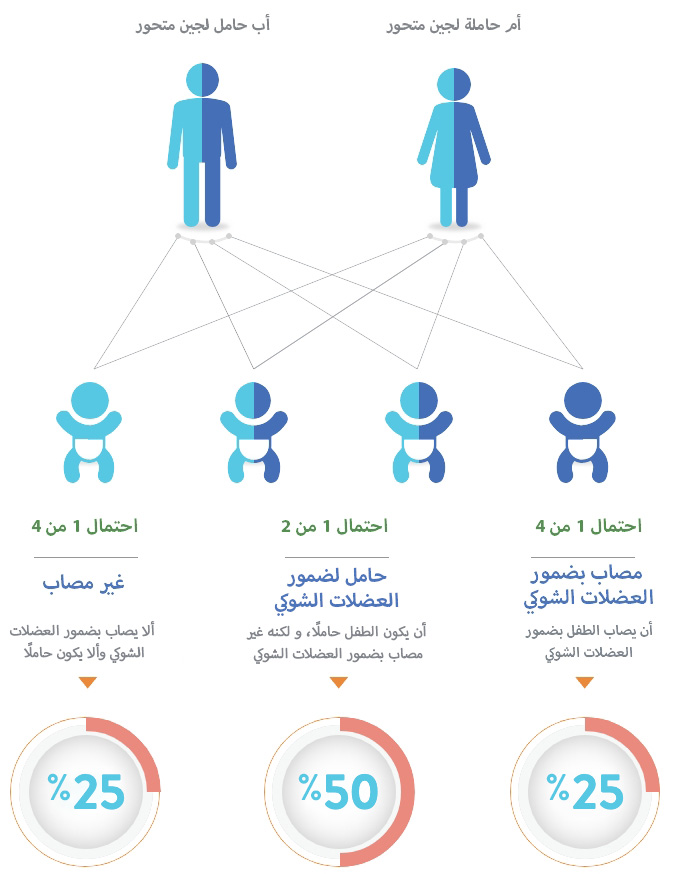 المخططات
